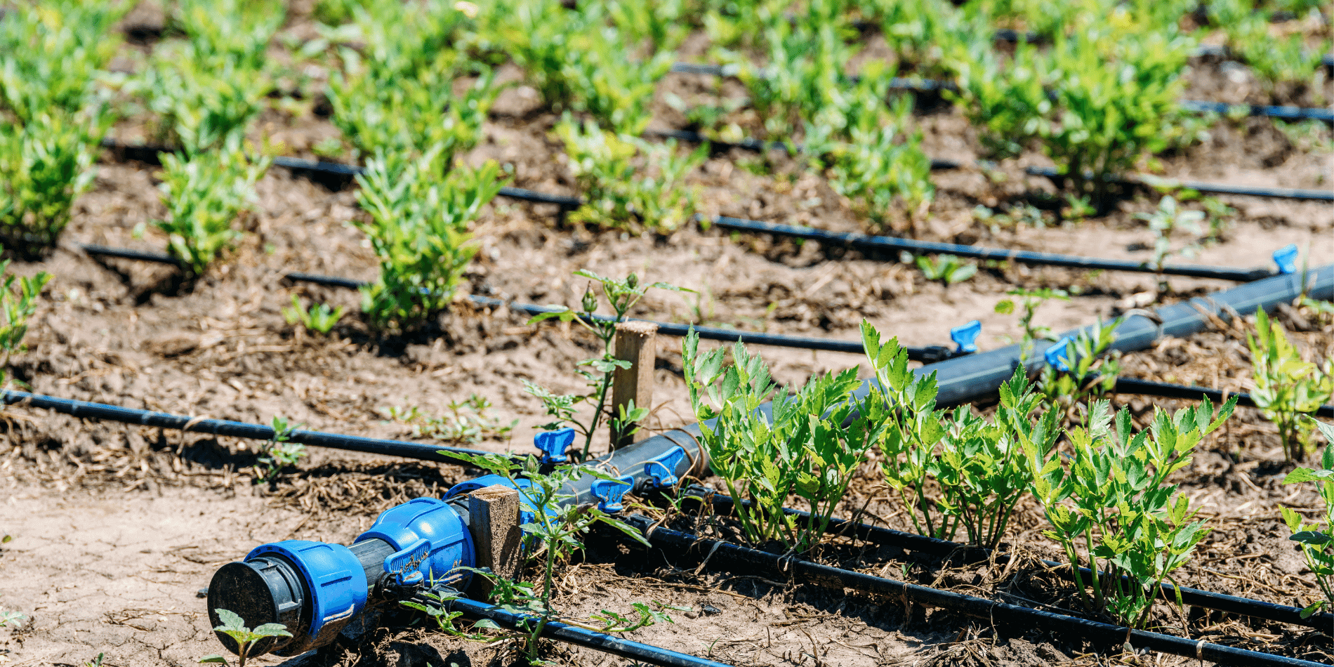 Optimizing High-Value Crop Irrigation: How Sensoterra Soil Moisture Sensors Support Growers